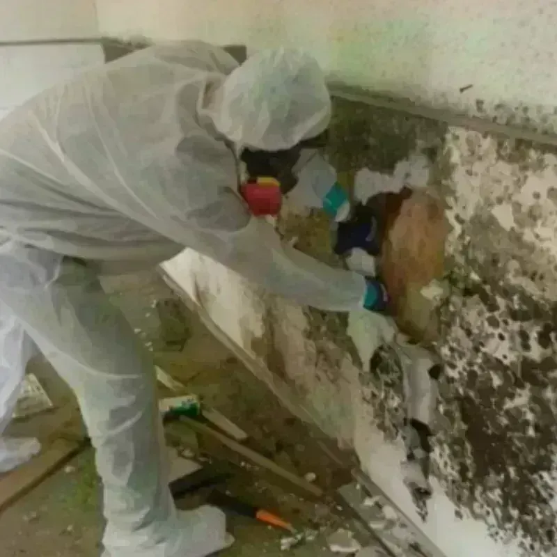 Mold Remediation and Removal in Kenneth City, FL